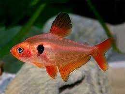 Serpae tetra